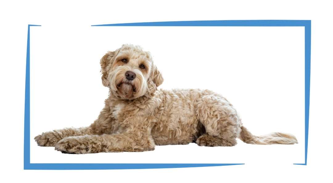 Cockapoo_Dog - Natures World