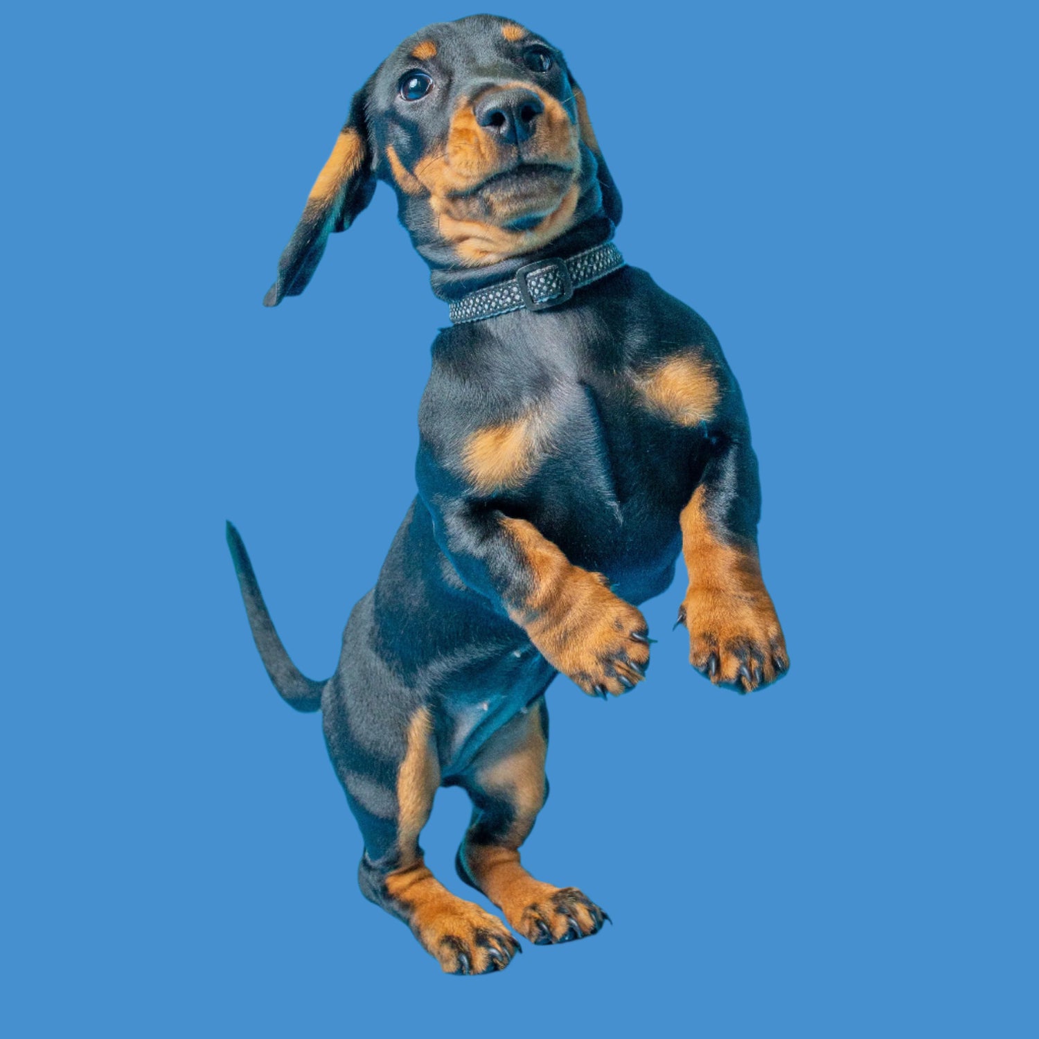 Natures_World_dachshund - Natures World