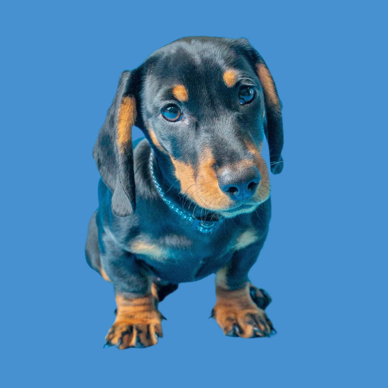 Sausage Dog